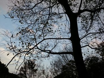 Low angle view of silhouette tree against sky