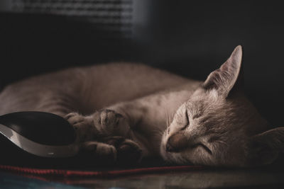 Close-up of cat sleeping