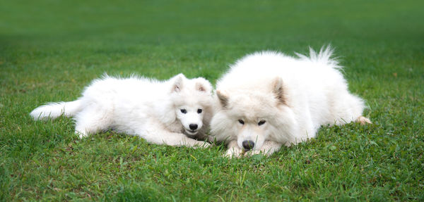 White dog on field