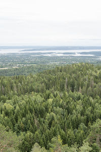 High angle view of trees in forest against sky