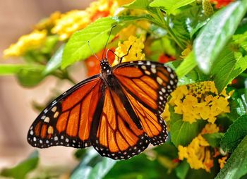 Close-up of butterfly on leaf