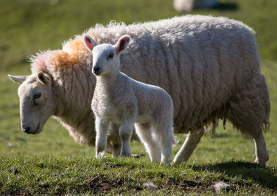 Side view of a sheep with lamb