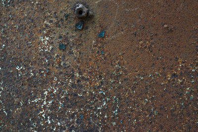 High angle view of a turtle