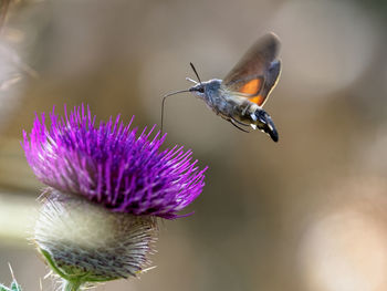 Close-up of butterfly pollinating on purple flower