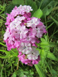 Close-up of pink flowers