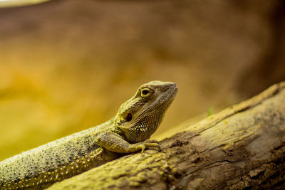 Close-up of lizard