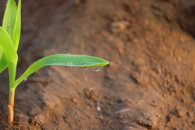 Water drop on the green leaf with natural light background , copy space background