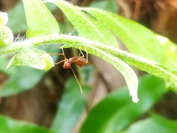 Close-up of insect on plant