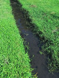 High angle view of plants growing on field