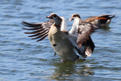 Ducks in a lake