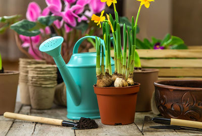 Close-up of potted plant