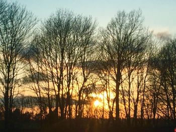 Bare trees against sky at sunset