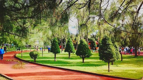 Trees in park