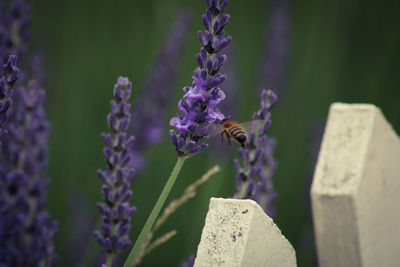 Close-up of bee pollinating on flower