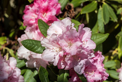 Close-up of pink flowering plant