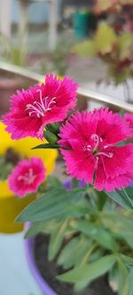 Close-up of pink flowering plant