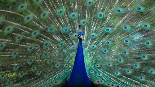 'fanned out peacock'