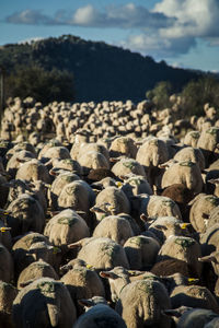 Flock of sheep against mountain