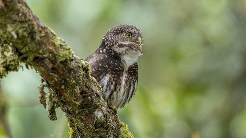 Close-up of bird perching on tree