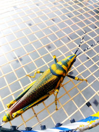 Close-up of an insect on metal