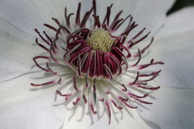 Close-up of flowers