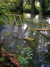 Reflection of trees in river