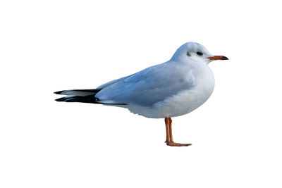 Close-up of seagull perching on white background