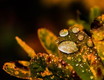 Close-up of wet leaf