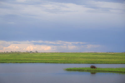 Scenic view of field against sky