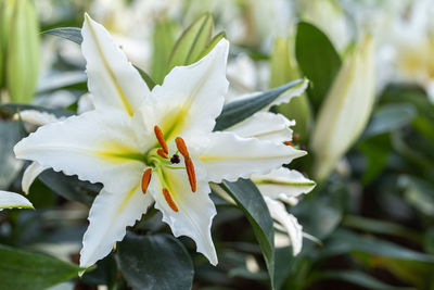 Close-up of white flowering plant