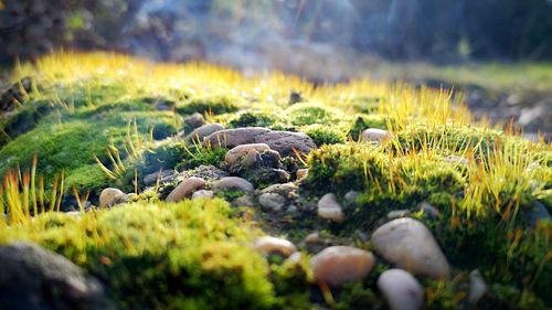 Close-up of mushrooms growing on field