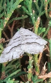 Close-up of plant