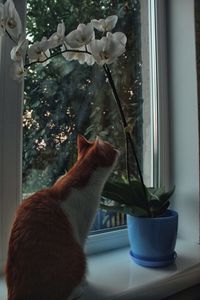 Cat by potted plant at home