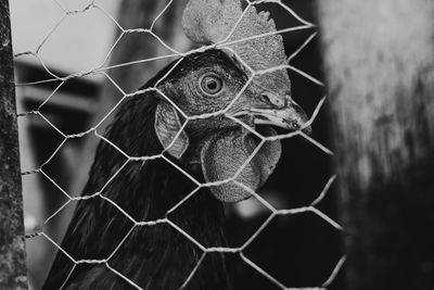 Close-up of bird in cage