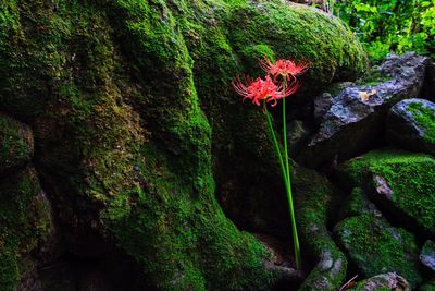 Close-up of red flower