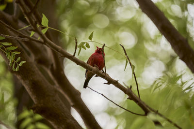 Low angle view of bird perching on branch