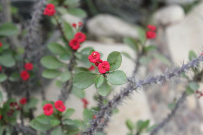 Close-up of red flowers blooming outdoors