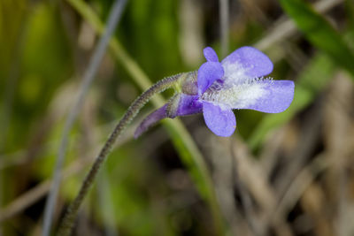 Close-up of purple flowering plant