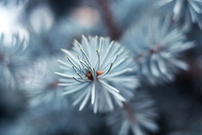 Blue spruce branches close view