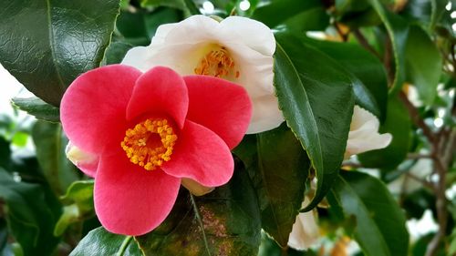 Close-up of pink flower blooming outdoors