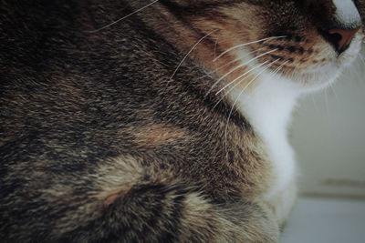 Close-up of cat