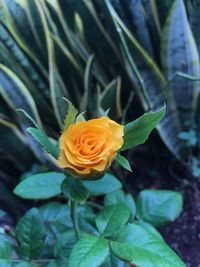 Close-up of rose blooming outdoors