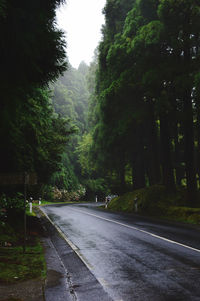 Empty road in forest