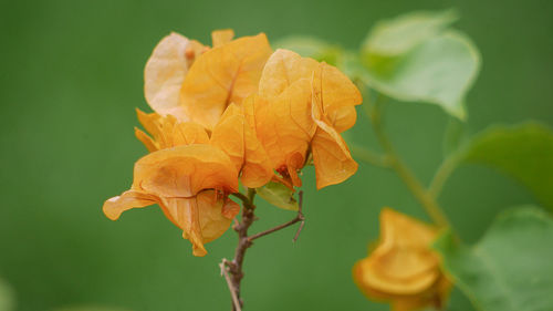 Close-up of wilted orange leaves on plant