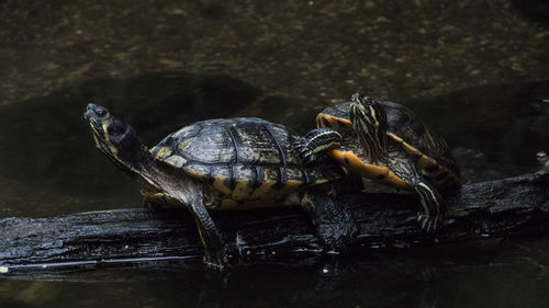 Turtles on wood in lake