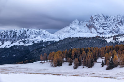 Snow covered pine trees and mountains against sky
