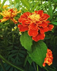 Close-up of red flowering plant