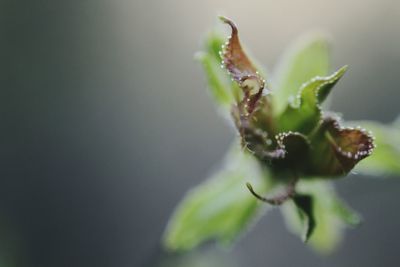 Close-up of plant