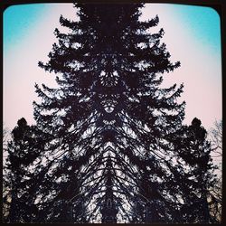 Low angle view of trees against blue sky