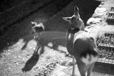 View of a bird on field